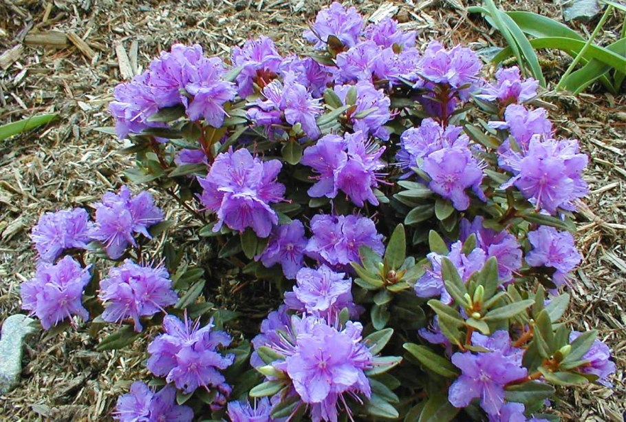 Азалия гейша оранж