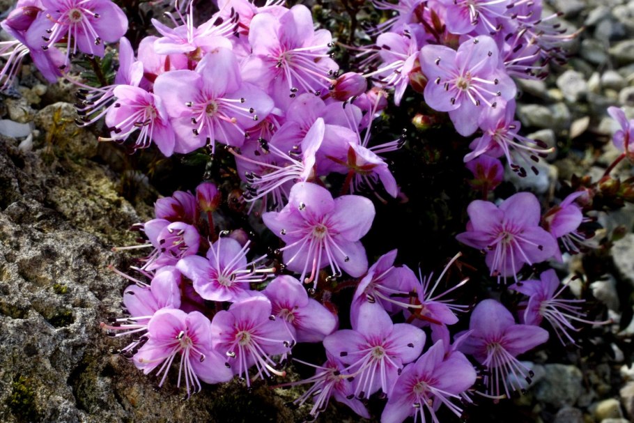 Рододендрон гибридный Дагмар