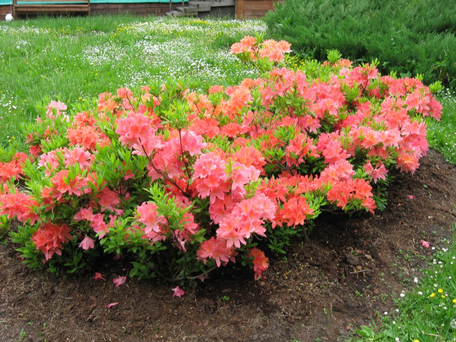 Азалия рододендрон древовидная