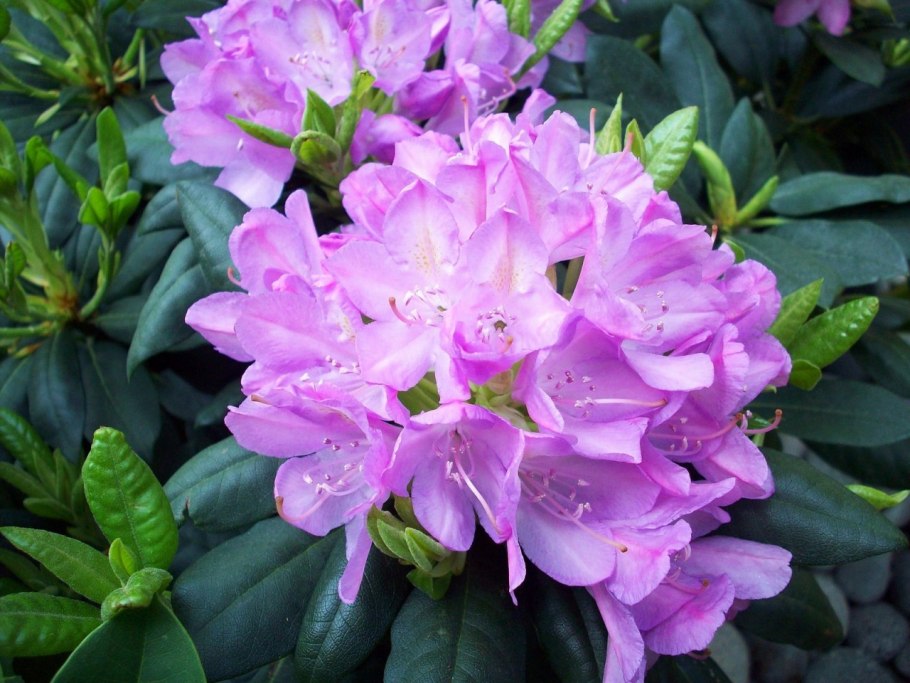 Рододендрон сорт Пикассо