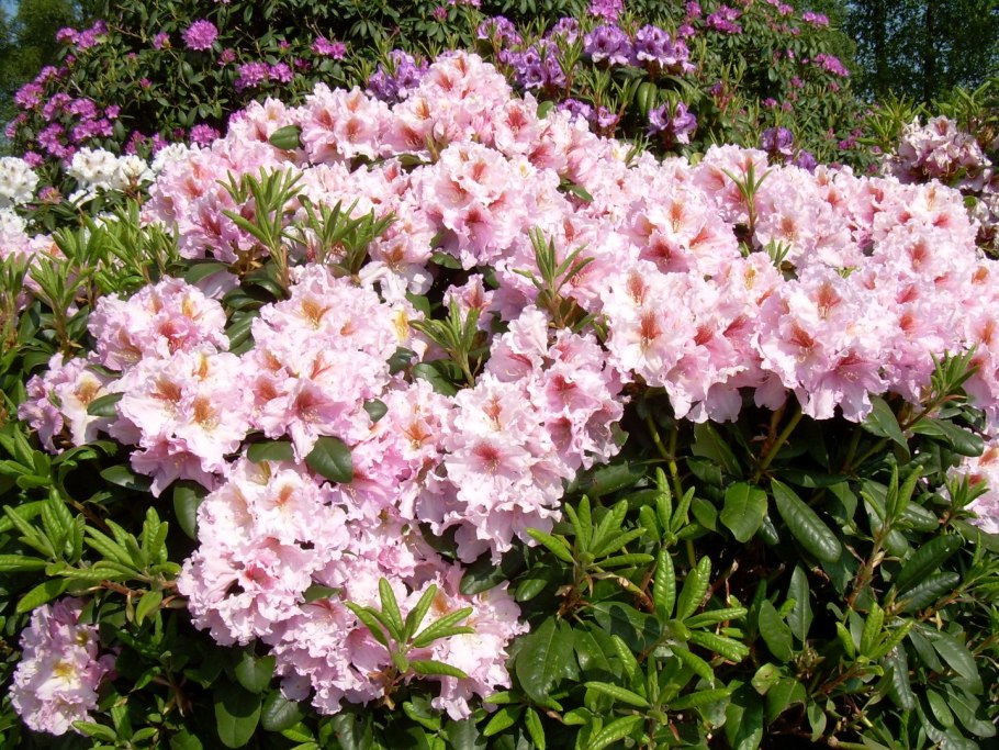 Buchlovice' рододендрон