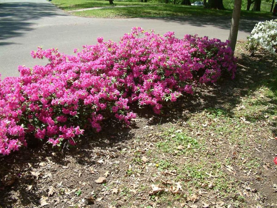 Азалия рододендрон садовый