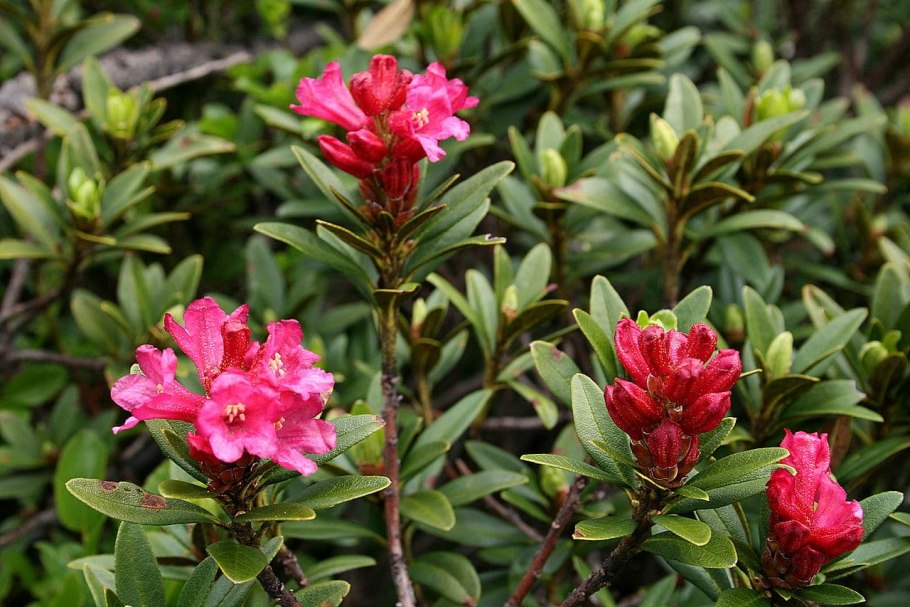 Рододендрон адамса (rhododendron adamsii)