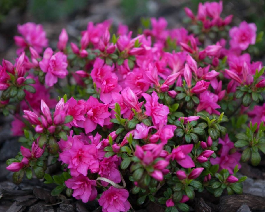 Азалия рододендрон