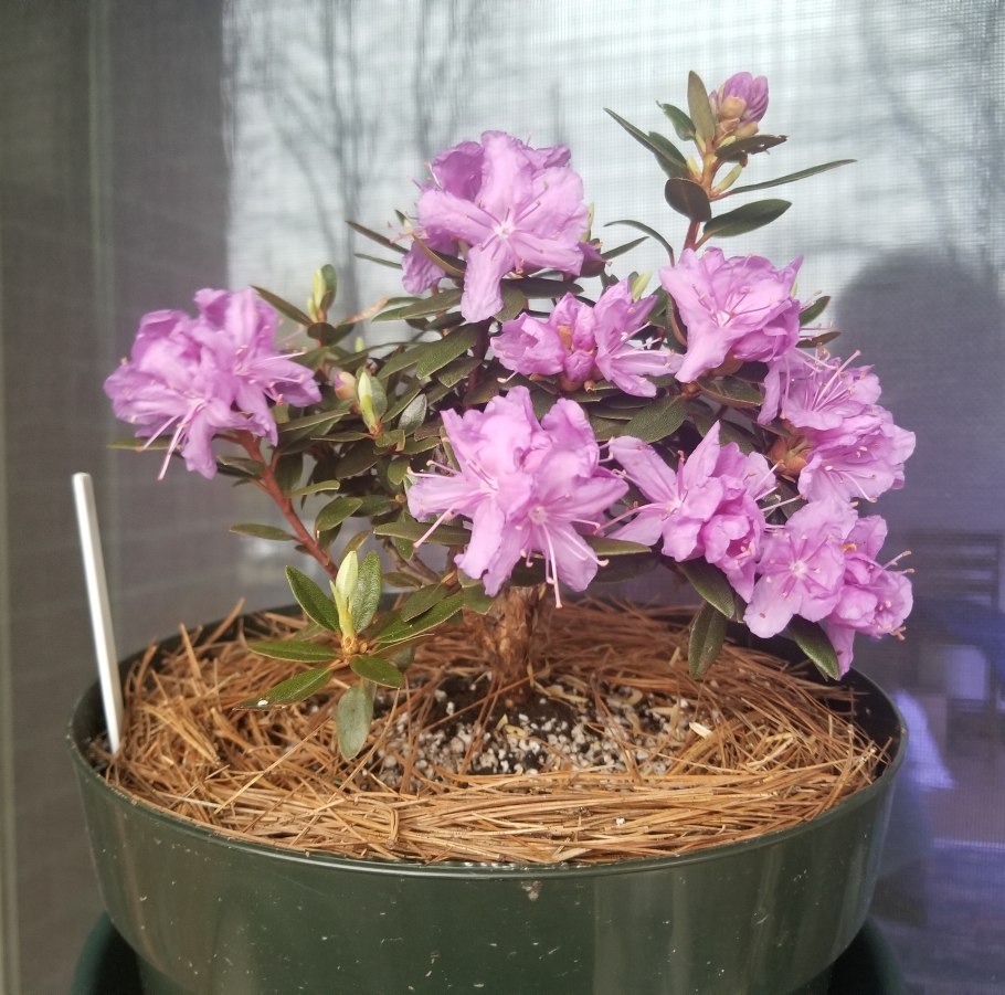 Рододендрон карликовый микс