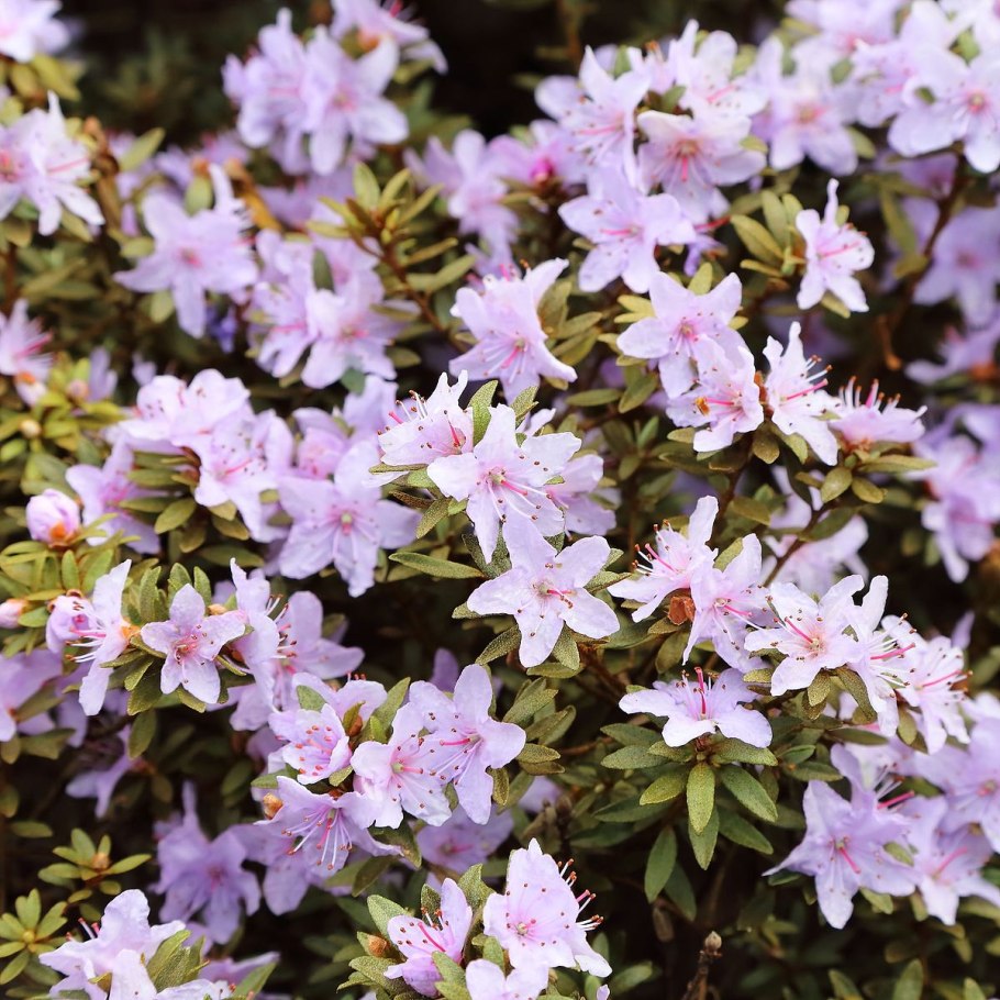 Азалия японская Мелина