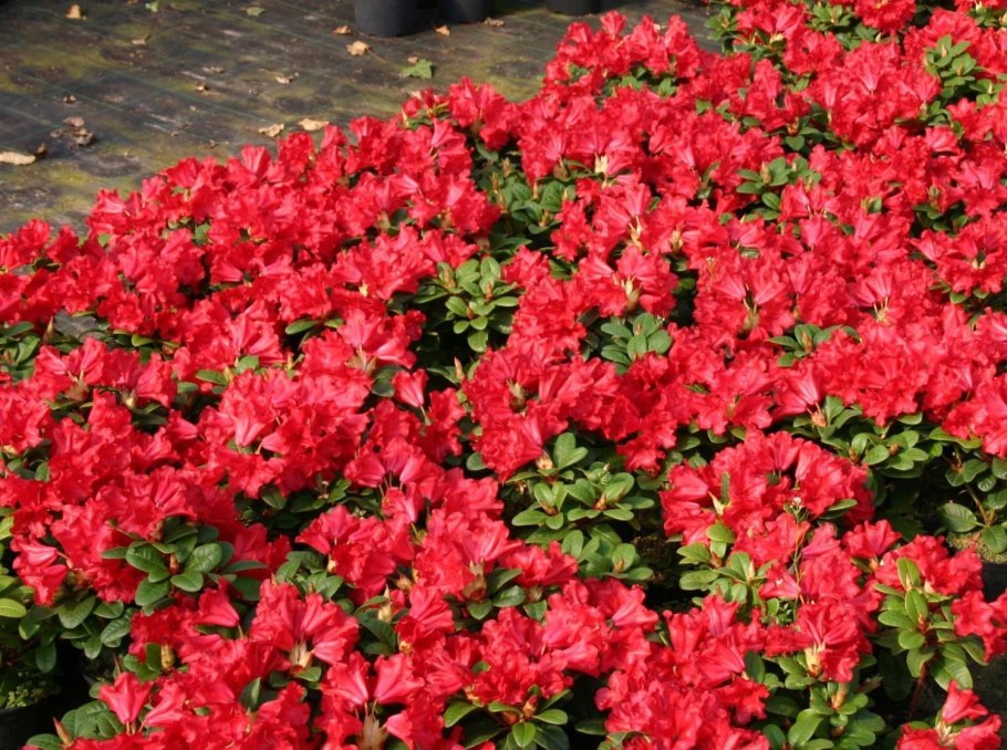 Рододендрон баден