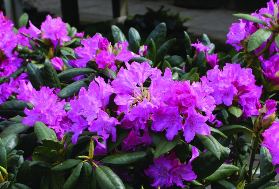 Рододендрон Polarnacht (Поларнахт)