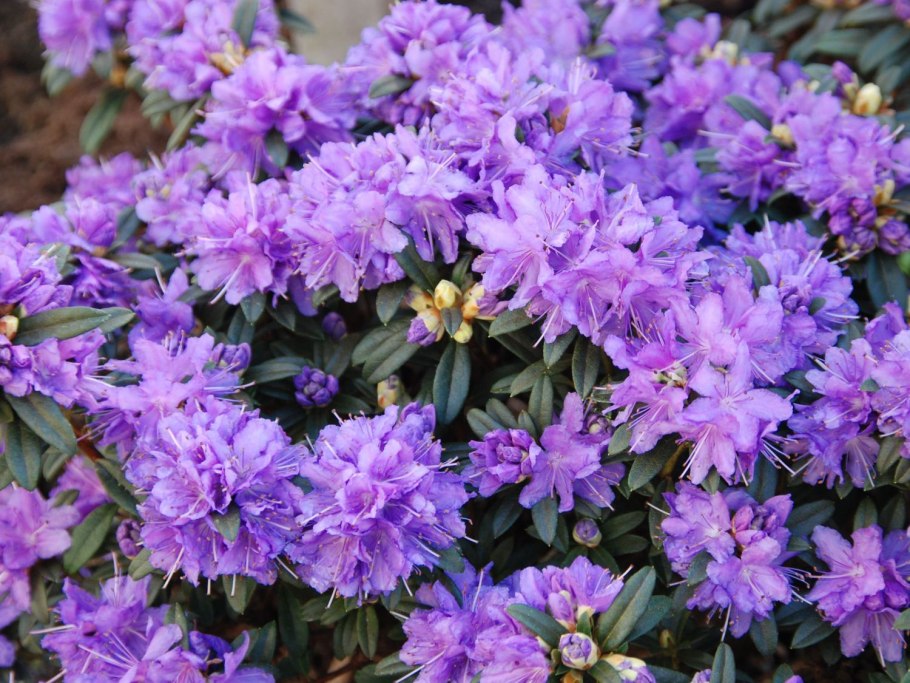 Рододендрон импедитум