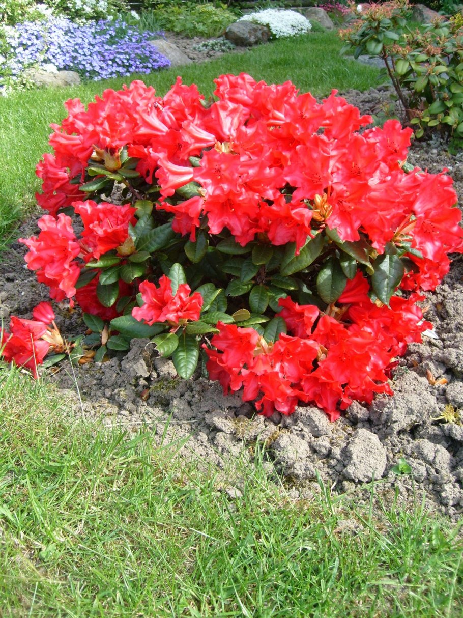 Рододендрон скарлет вондер