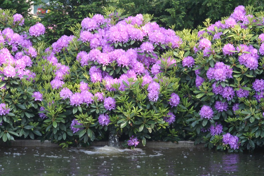 Рододендрон catawbiense grandiflorum