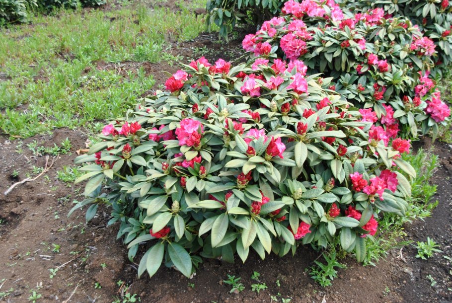 Рододендрон Кирстин