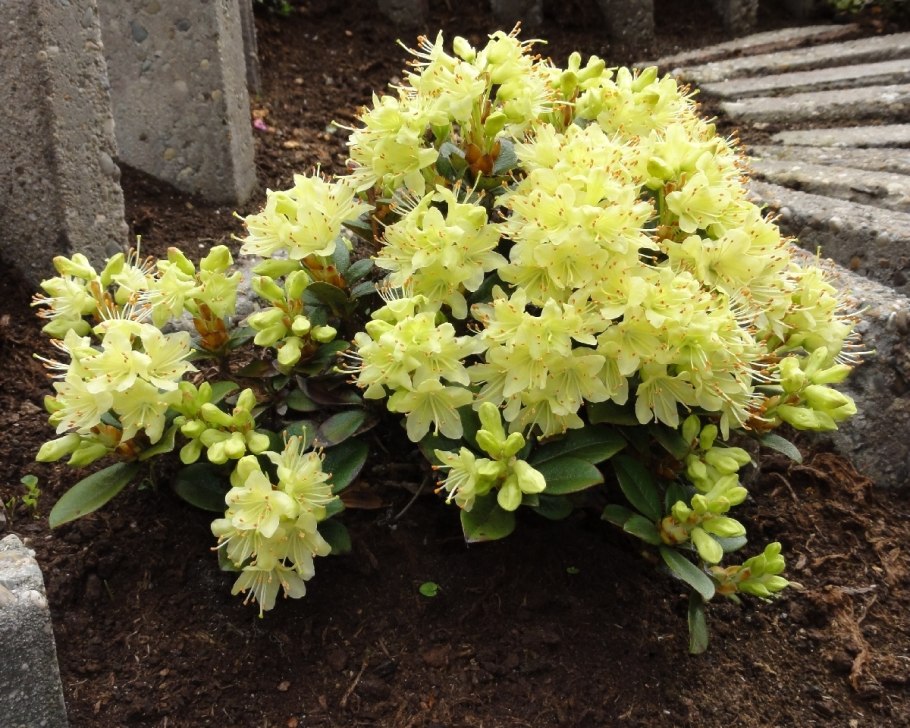 Рододендрон золотистый rhododendron aureum