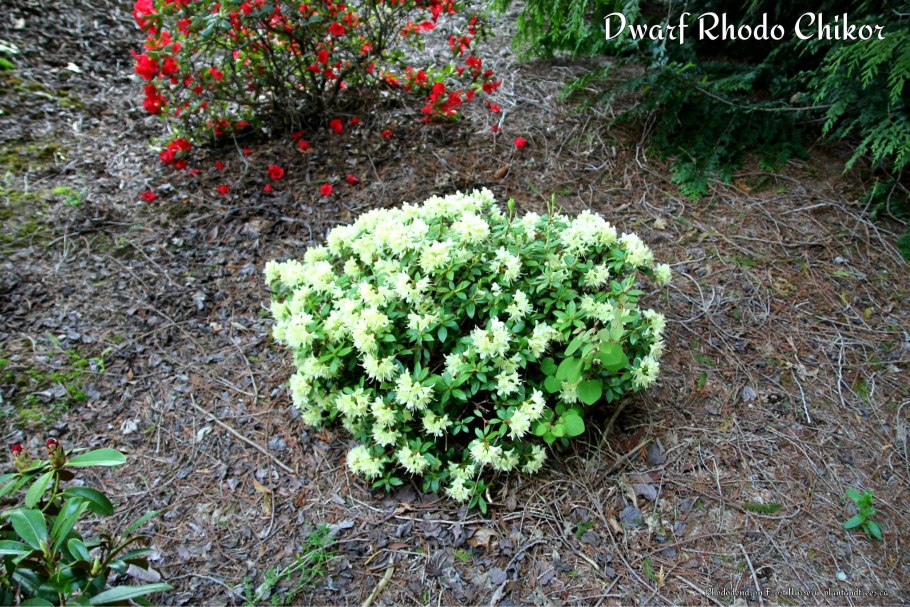 Ботанический сад СПБ 19 апреля 2022 цветут ли рододендрон