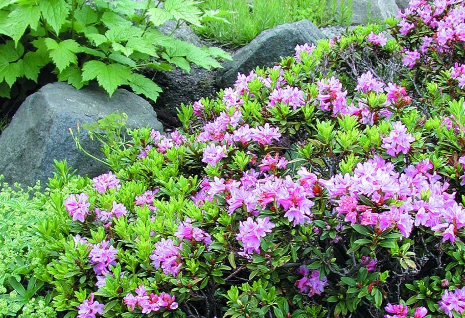 Рододендрон гибридный гаага