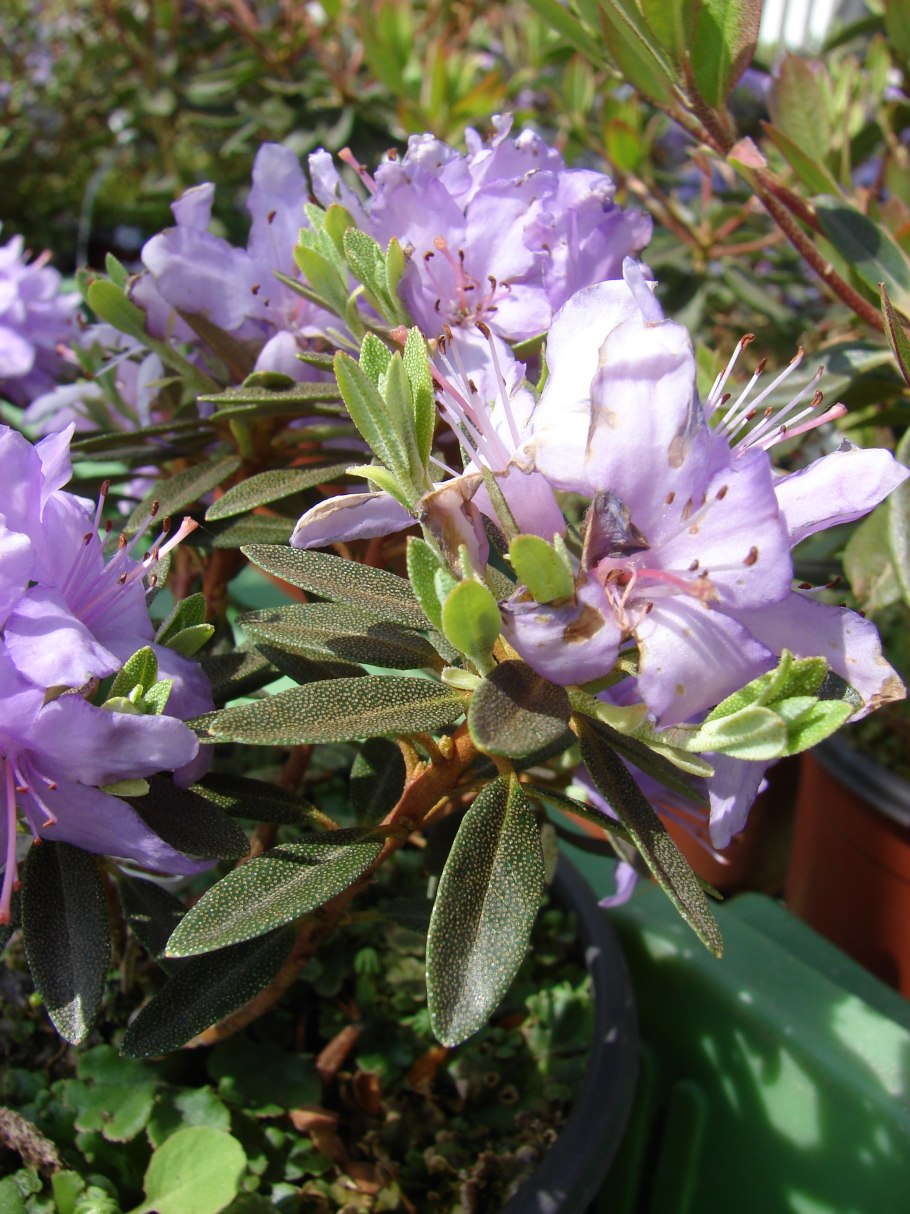 Рододендрон импедитум