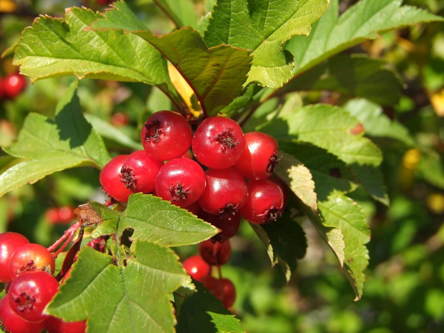 Crataegus grayana