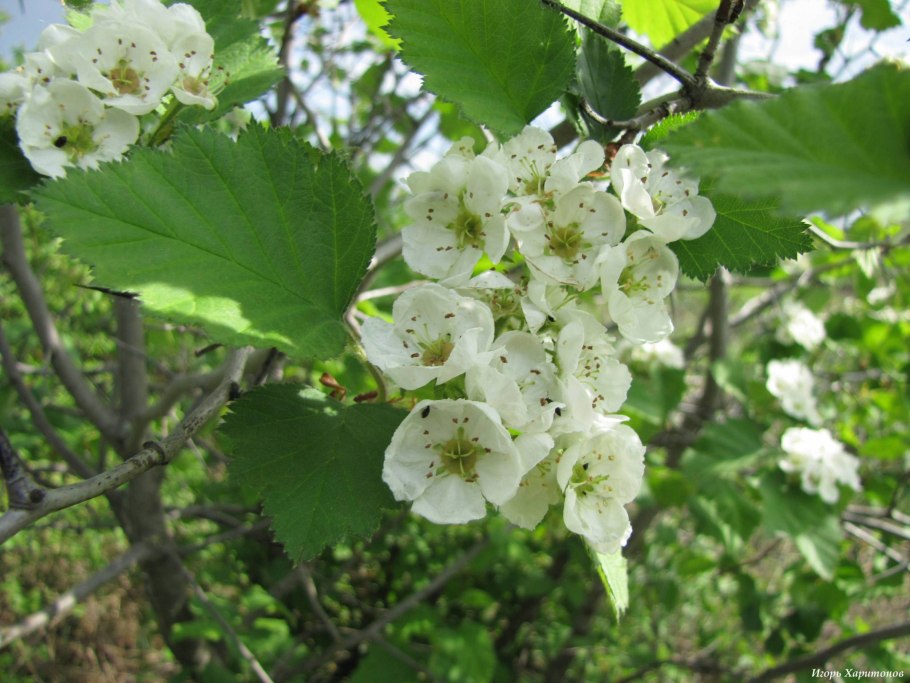 Crataegus oxyacantha