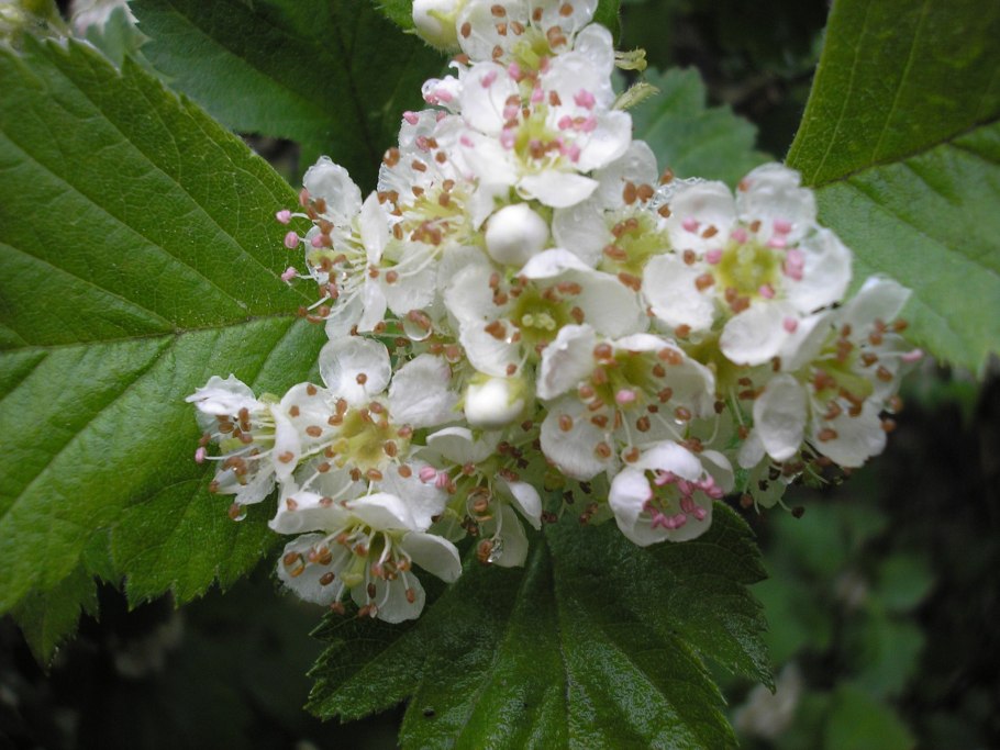Боярышник Максимовича (Crataegus maximowiczii)