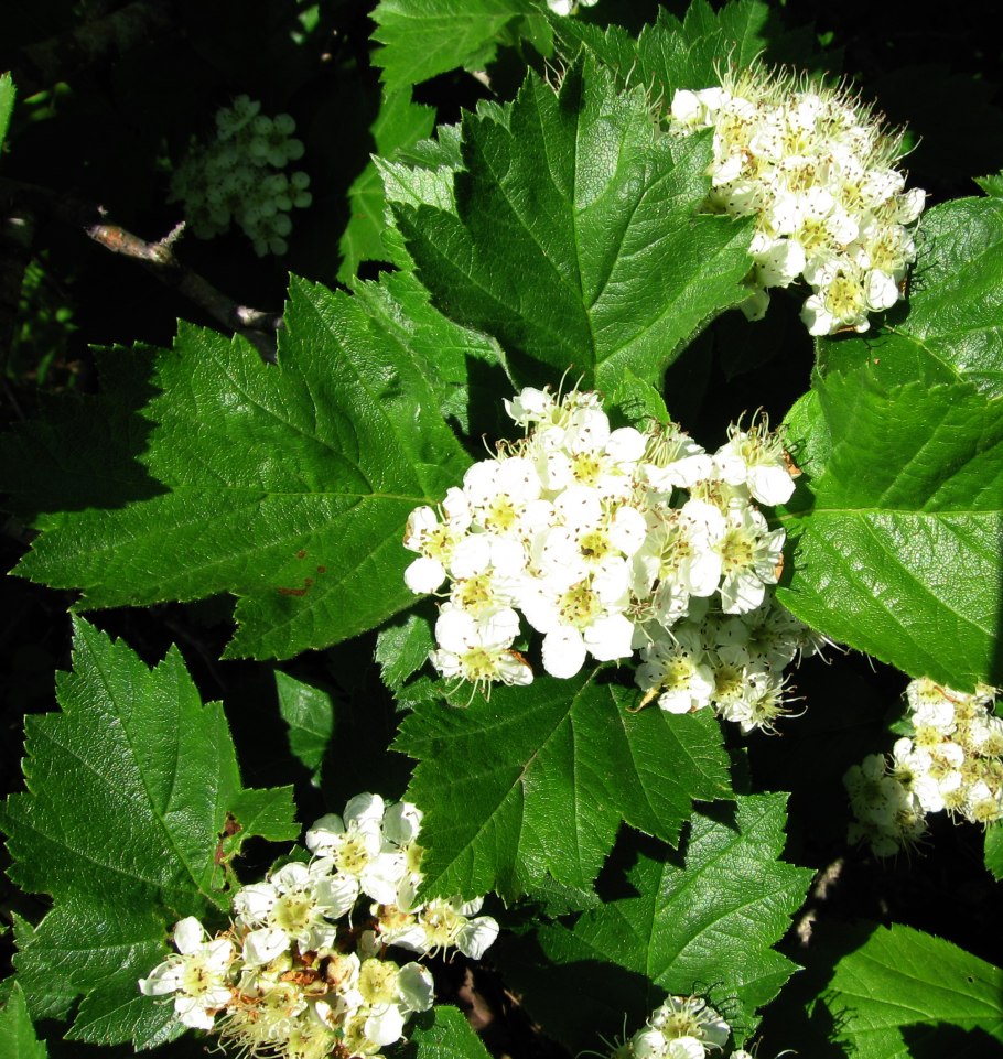Боярышник Даурский Crataegus dahurica