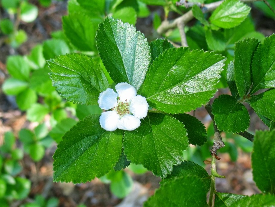 Crataegus rivularis