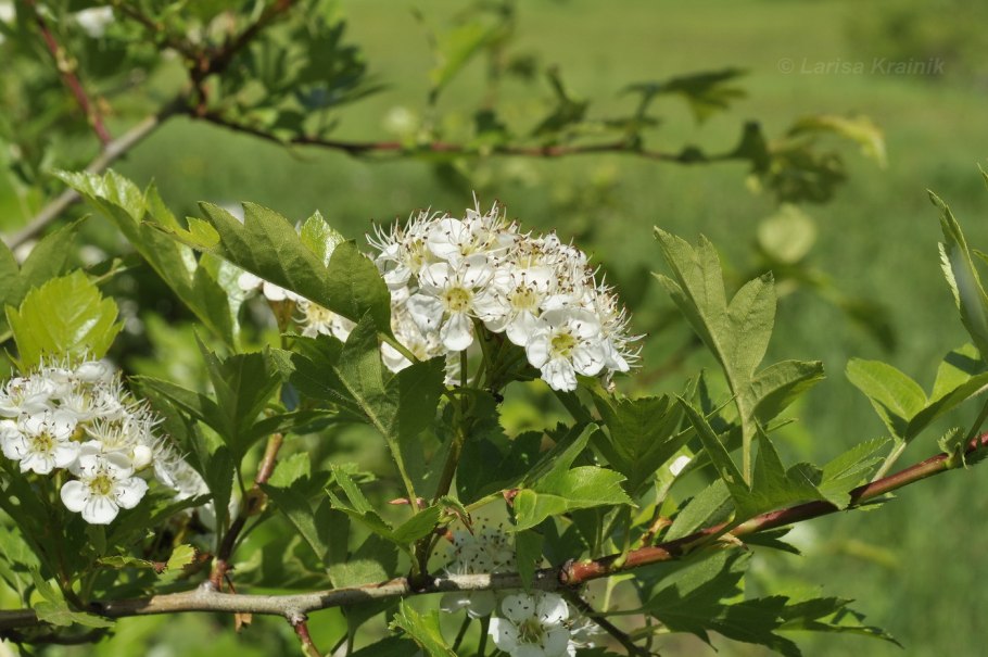 Боярышник перистонадрезанный crataegus pinnatifida