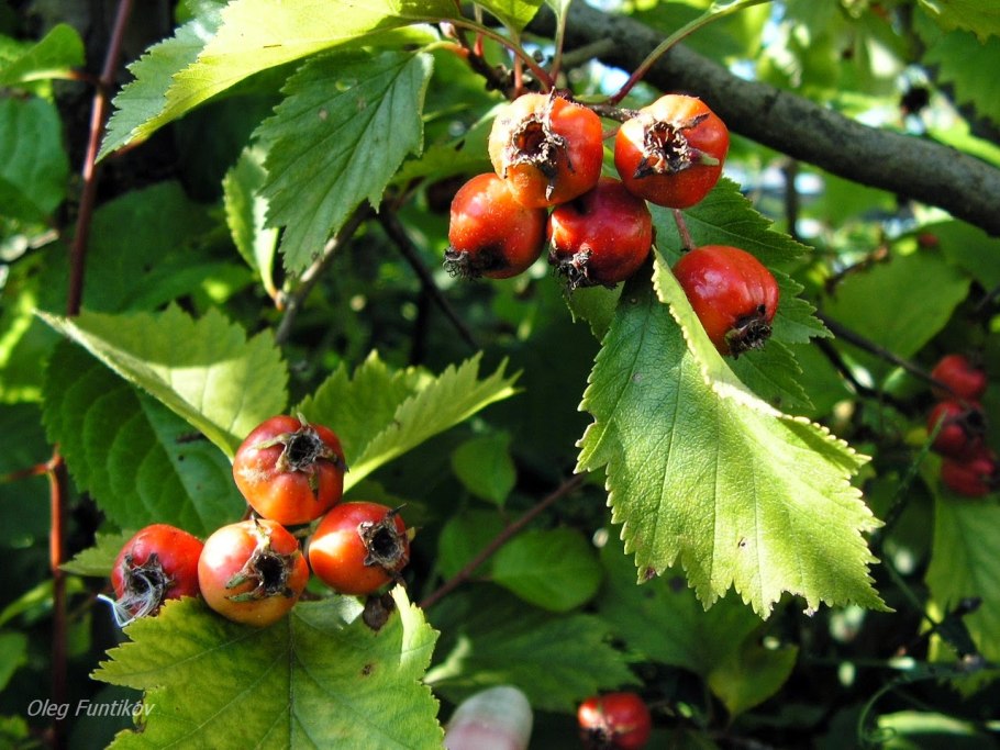 Боярышник перистонадрезанный цветение