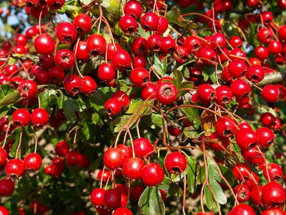 Боярышник арнольда crataegus arnoldiana