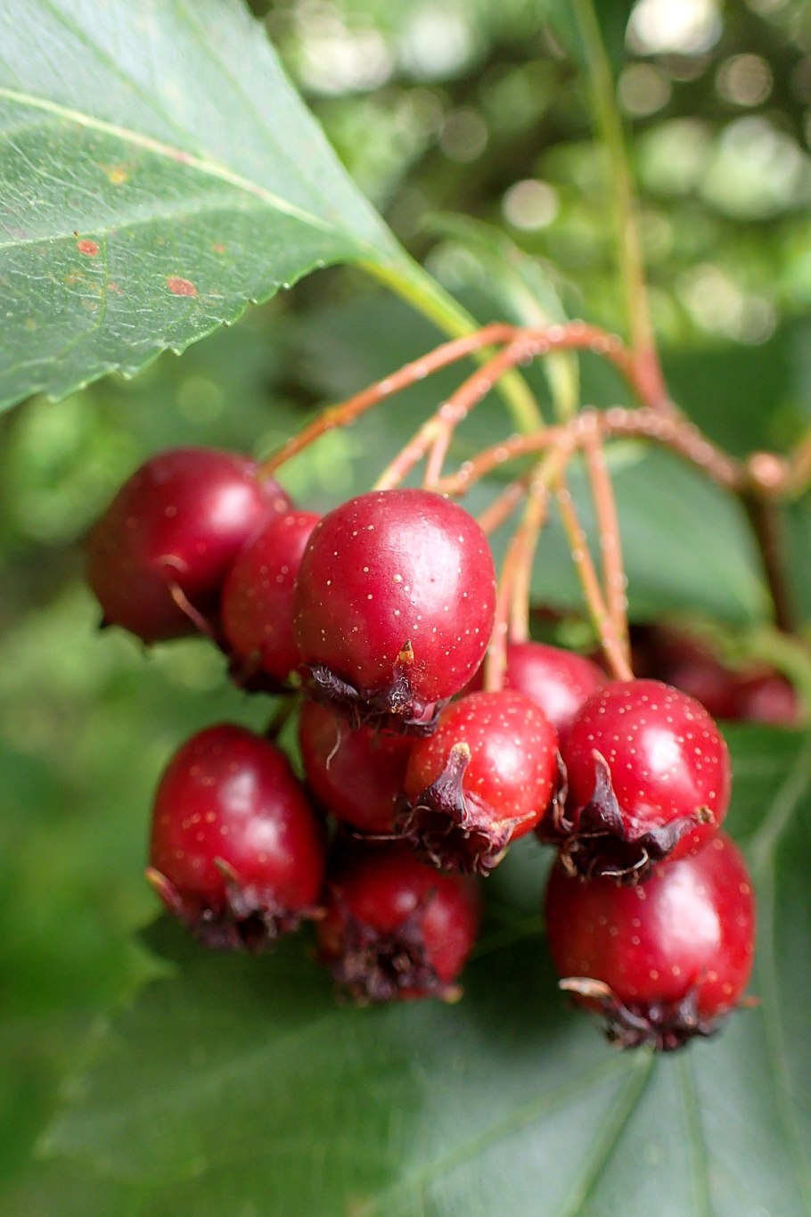 Crataegus maximowiczii