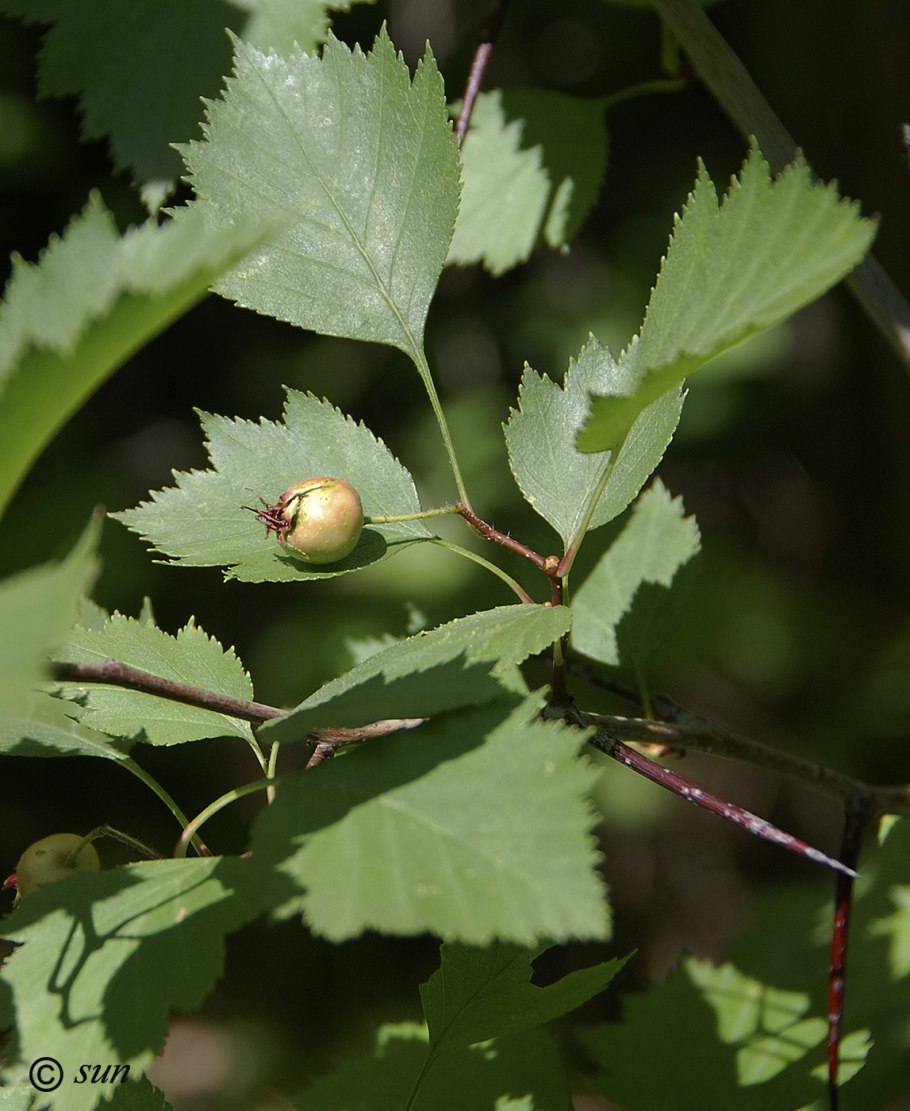 Crataegus altaica