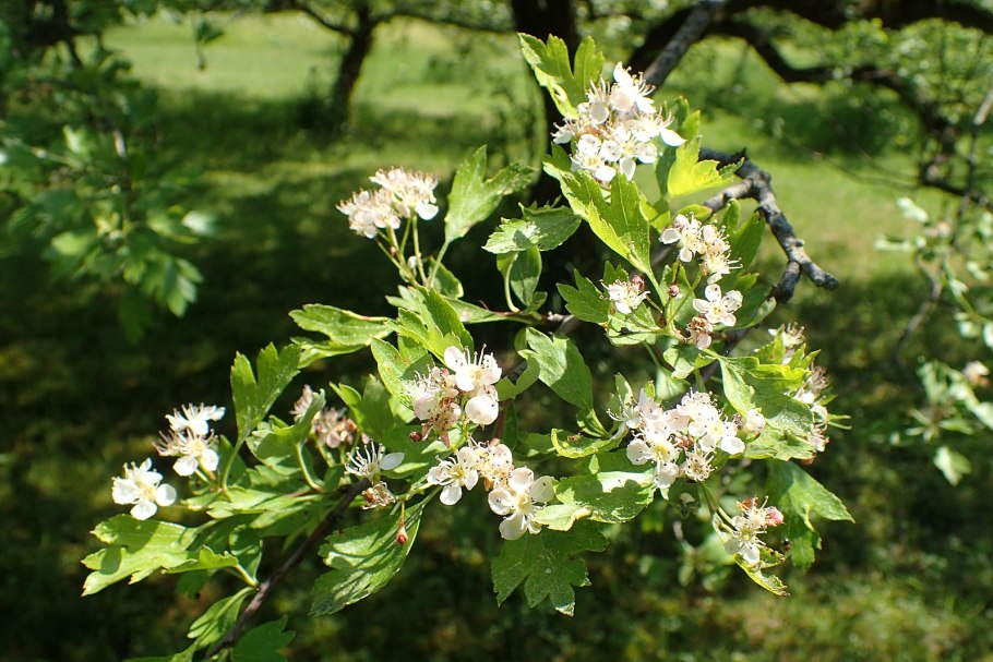Боярышник сливолистный