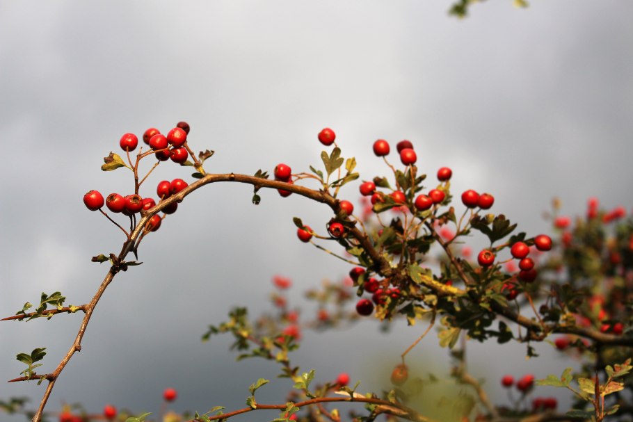 Боярышник шарлаховый/Crataegus