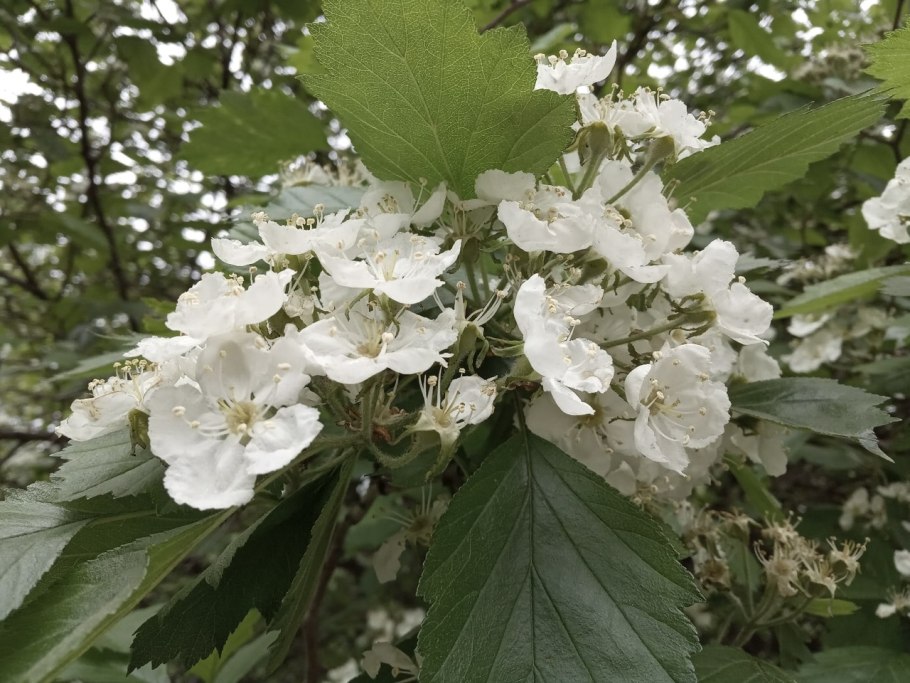Боярышник Максимовича (Crataegus maximowiczii)