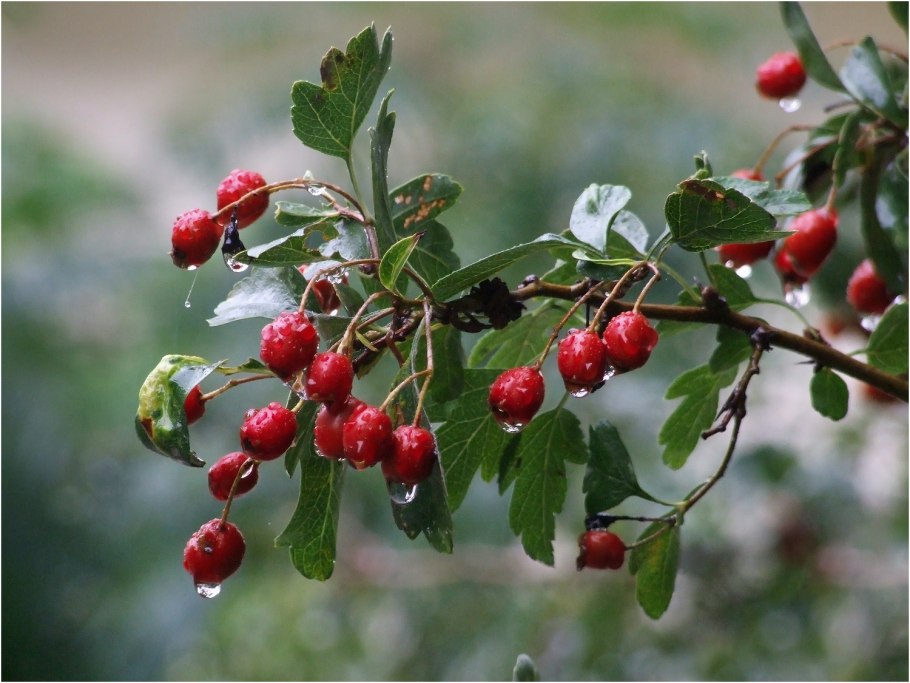 Боярышник Даурский Crataegus dahurica