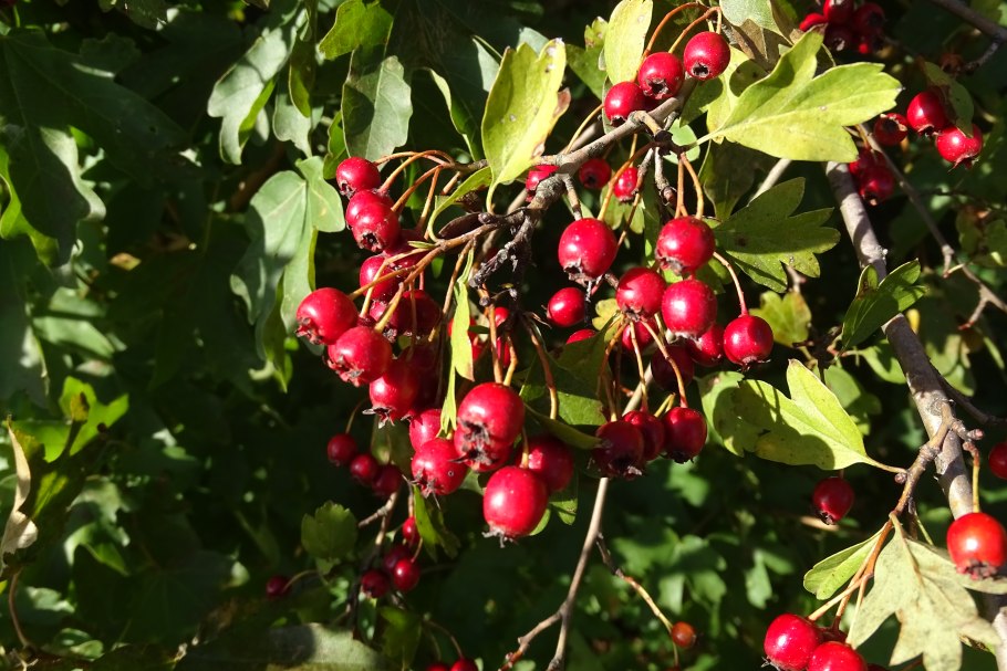 Боярышник максимовича (crataegus maximowiczii)