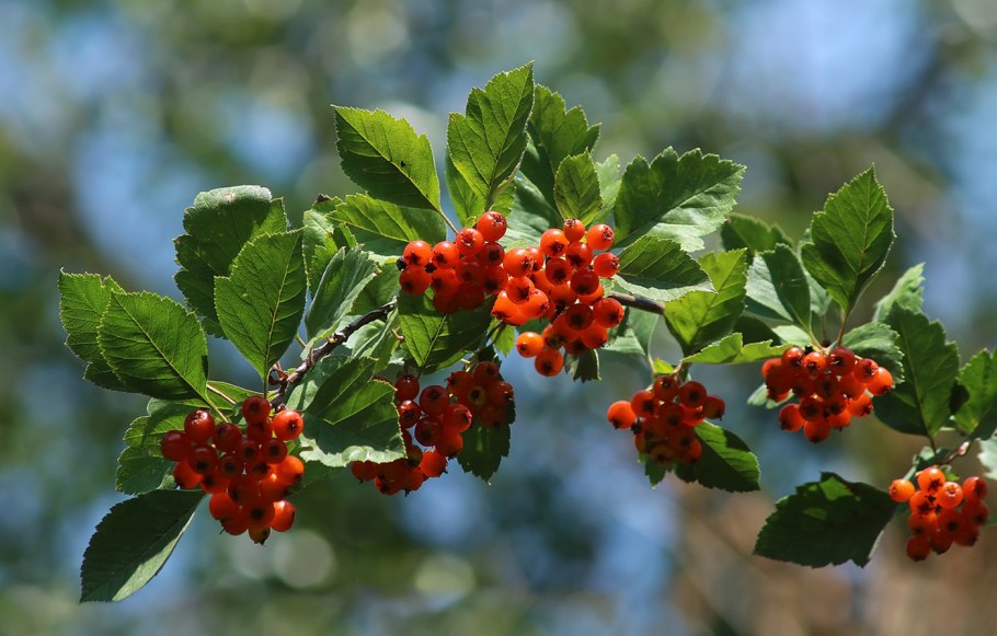 Боярышник Максимовича куст