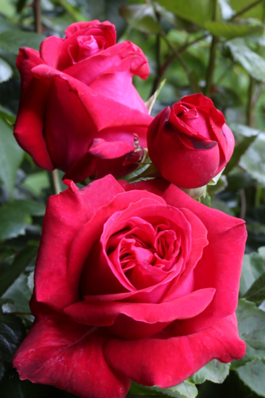 Роза дам де кер фото