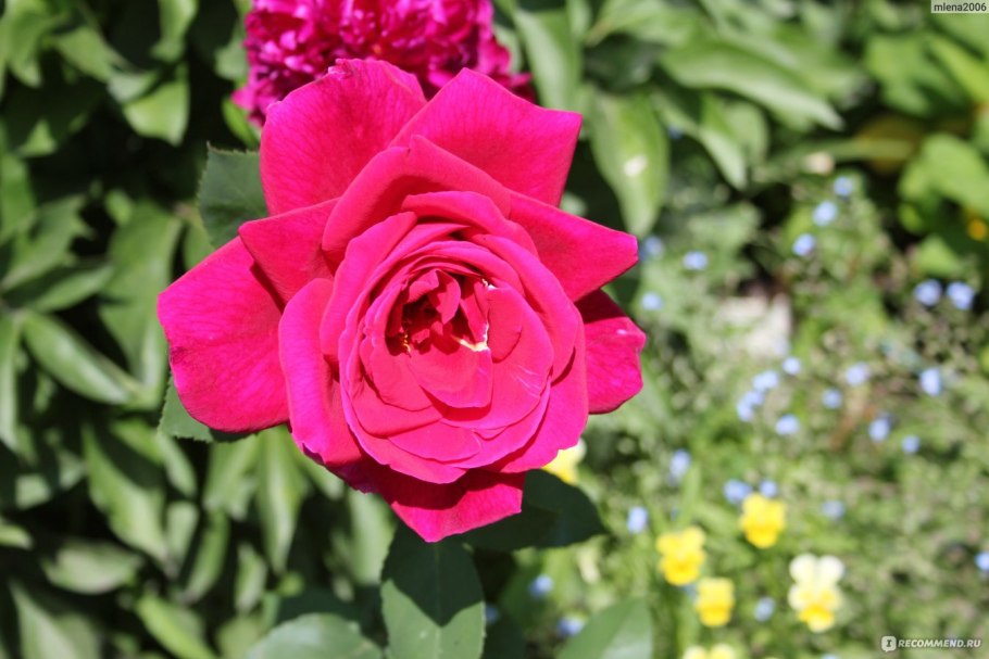 Роза дам де кер