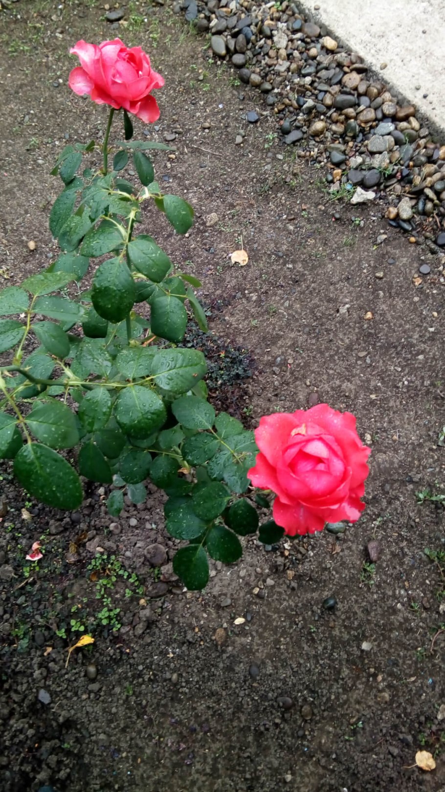 Роза чайно-гибридная Dame de coeur