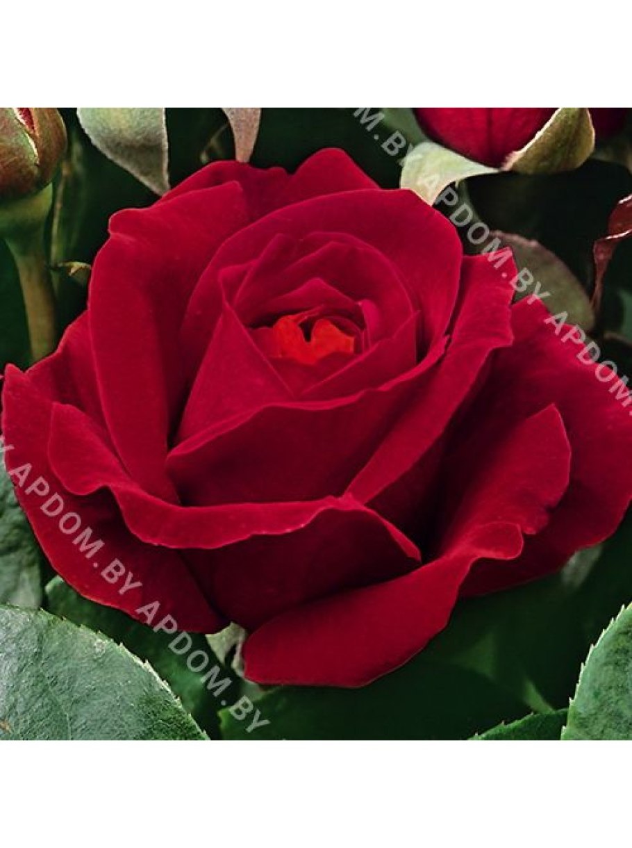 Кёр де Вандея.