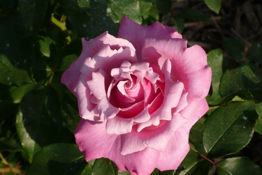 Роза парфюм де либерти