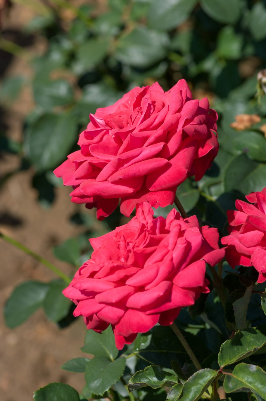 Роза чайно-гибридная Блаш