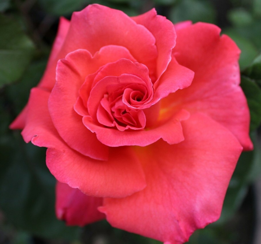 Роза Лемп шраб