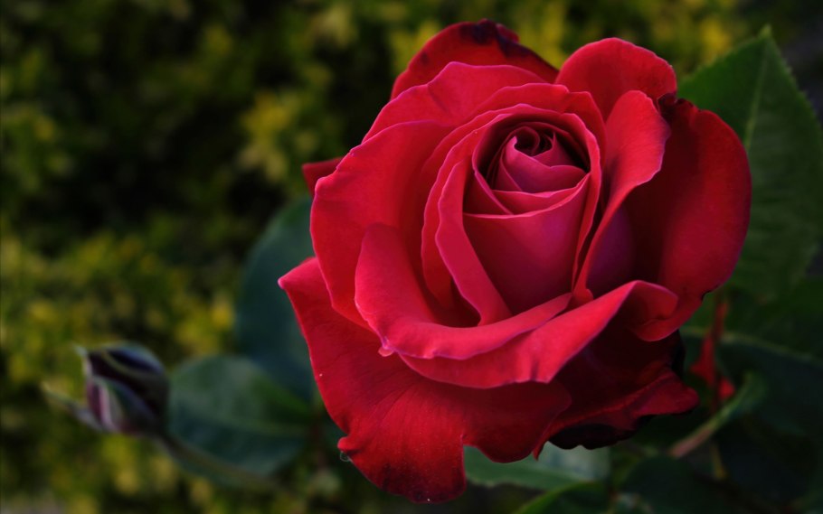 Роза дам де кер энциклопедия роз