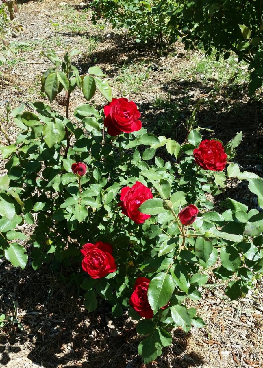 Роза дам де кер энциклопедия роз