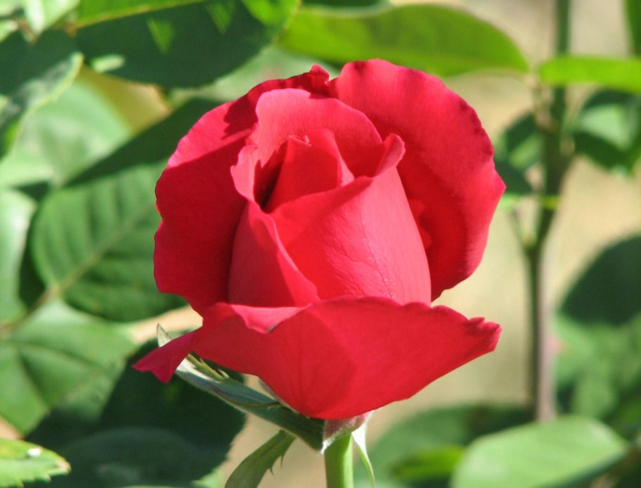 Роза дама де кер чайно-гибридная