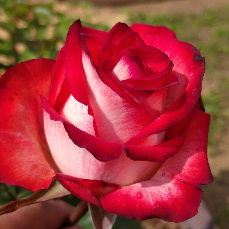 Роза angielska pachnaca