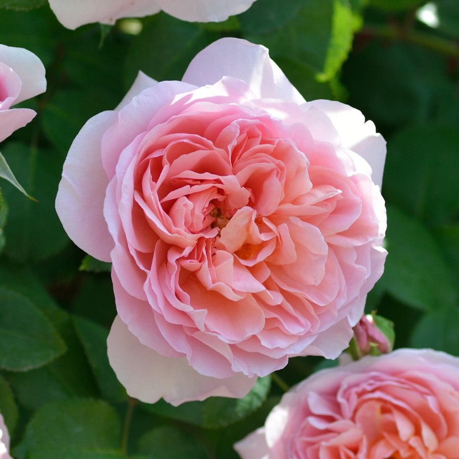 Меримми роза