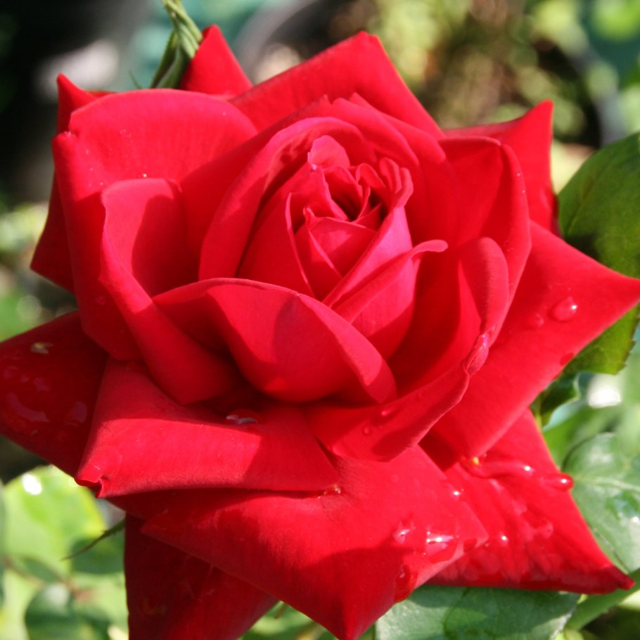 Роза чайногибридная dama de coeur