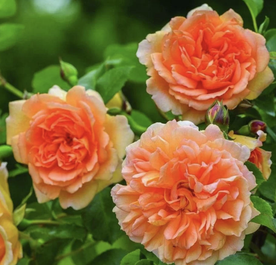 Роза джуди денч